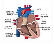 Esquema del corazón con aurículas, ventrículos, válvulas y grandes vasos