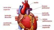 Vista externa del corazón con aorta, tronco pulmonar y venas pulmonares