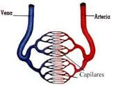 Esquema de arteria, vena y red capilar