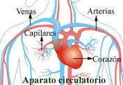 Aparato circulatorio con arterias venas capilares y corazón