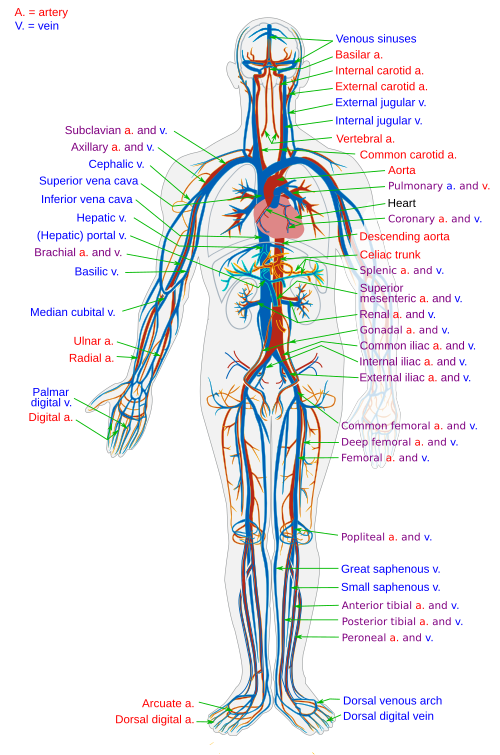 Esquema del sistema circulatorio humano