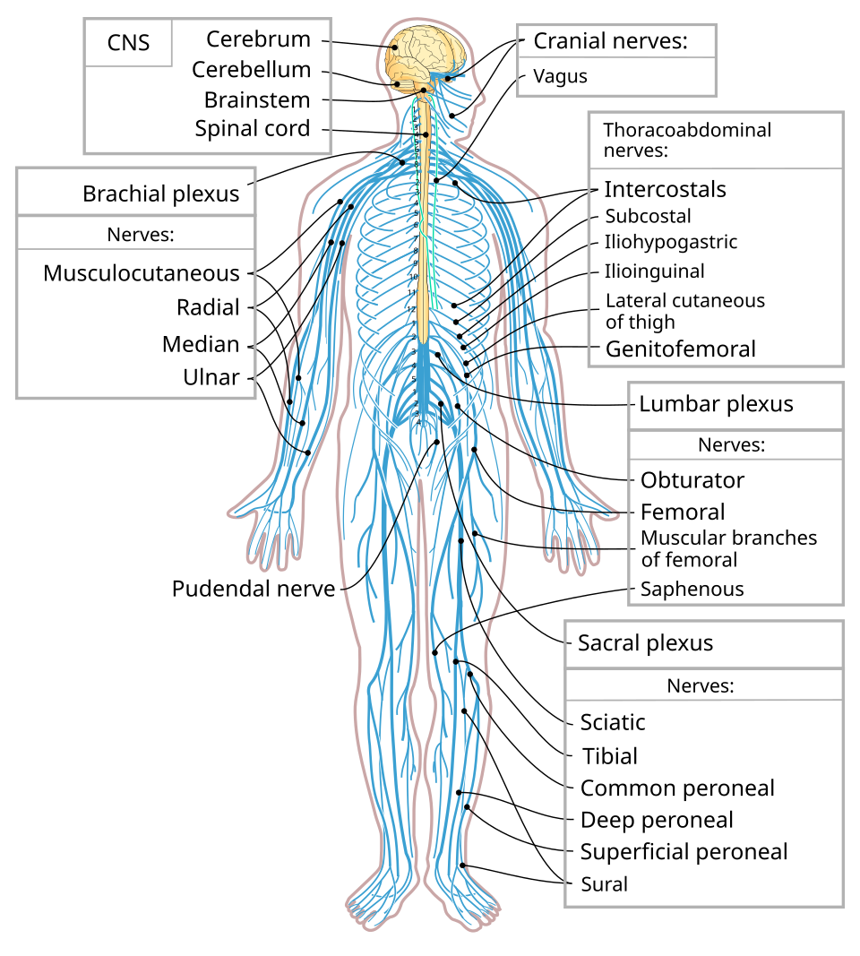 Esquema del sistema nervioso humano