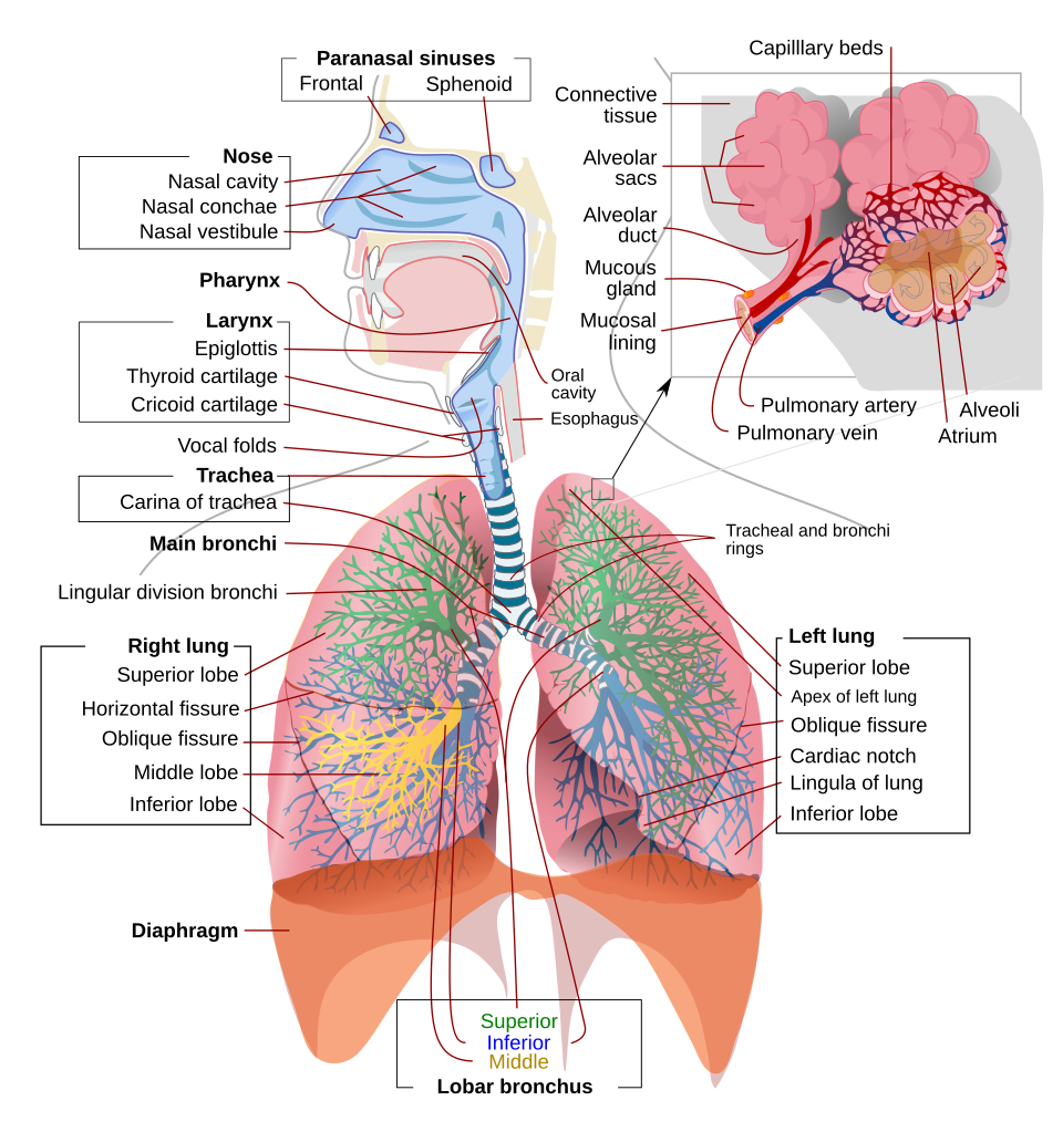 Esquema del sistema respiratorio humano